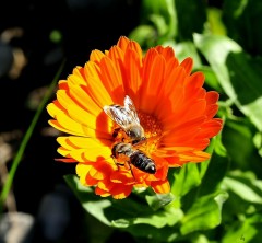 Arılar Ve çiçek