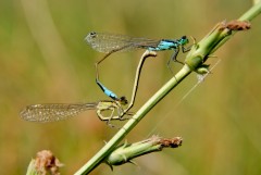 Dragonfly in Love